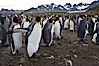 King penguin colony. Over 100,000 pairs of king penguins nest at Salisbury Plain, laying eggs in December and February, then alternating roles between foraging for food and caring for the egg or chick. Salisbury Plain, South Georgia Island. Image #24388