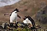 Macaroni penguins, on the rocky shoreline of Hercules Bay, South Georgia Island.  One of the crested penguin species, the macaroni penguin bears a distinctive yellow crest on its head.  They grow to be about 12 lb and 28" high.  Macaroni penguins eat primarily krill and other crustaceans, small fishes and cephalopods. Hercules Bay, South Georgia Island. Image #24390