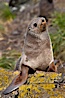 Antarctic fur seal. Hercules Bay, South Georgia Island. Image #24392