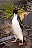 Macaroni penguin, on the rocky shoreline of Hercules Bay, South Georgia Island.  One of the crested penguin species, the macaroni penguin bears a distinctive yellow crest on its head.  They grow to be about 12 lb and 28" high.  Macaroni penguins eat primarily krill and other crustaceans, small fishes and cephalopods. Hercules Bay, South Georgia Island. Image #24393