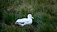 Wandering albatross, on nest and the Prion Island colony.  The wandering albatross has the largest wingspan of any living bird, with the wingspan between, up to 12' from wingtip to wingtip. It can soar on the open ocean for hours at a time, riding the updrafts from individual swells, with a glide ratio of 22 units of distance for every unit of drop. The wandering albatross can live up to 23 years. They hunt at night on the open ocean for cephalopods, small fish, and crustaceans. The survival of the species is at risk due to mortality from long-line fishing gear. Prion Island, South Georgia Island. Image #24394
