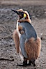 Oakum boys, juvenile king penguins at Salisbury Plain, South Georgia Island.  Named 'oakum boys' by sailors for the resemblance of their brown fluffy plumage to the color of oakum used to caulk timbers on sailing ships, these year-old penguins will soon shed their fluffy brown plumage and adopt the colors of an adult. Salisbury Plain, South Georgia Island. Image #24406