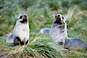 Antarctic fur seals, on tussock grass slopes near Grytviken. Grytviken, South Georgia Island. Image #24414