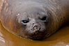 Southern elephant seal, juvenile.  The southern elephant seal is the largest pinniped, and the largest member of order Carnivora, ever to have existed.  It gets its name from the large proboscis (nose) it has when it has grown to adulthood. Hercules Bay, South Georgia Island. Image #24420