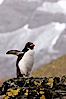Macaroni penguin, on the rocky shoreline of Hercules Bay, South Georgia Island.  One of the crested penguin species, the macaroni penguin bears a distinctive yellow crest on its head.  They grow to be about 12 lb and 28" high.  Macaroni penguins eat primarily krill and other crustaceans, small fishes and cephalopods. Hercules Bay, South Georgia Island. Image #24421