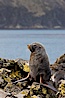 Antarctic fur seal, adult male (bull). Hercules Bay, South Georgia Island. Image #24422