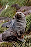 Antarctic fur seal, adult male (bull). Hercules Bay, South Georgia Island. Image #24425