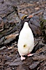 Macaroni penguin, on the rocky shoreline of Hercules Bay, South Georgia Island.  One of the crested penguin species, the macaroni penguin bears a distinctive yellow crest on its head.  They grow to be about 12 lb and 28" high.  Macaroni penguins eat primarily krill and other crustaceans, small fishes and cephalopods. Hercules Bay, South Georgia Island. Image #24426