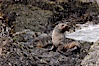 Antarctic fur seal, snowing, on rocky shoreline. Hercules Bay, South Georgia Island. Image #24427