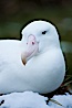 Wandering albatross, on nest and the Prion Island colony.  The wandering albatross has the largest wingspan of any living bird, with the wingspan between, up to 12' from wingtip to wingtip. It can soar on the open ocean for hours at a time, riding the updrafts from individual swells, with a glide ratio of 22 units of distance for every unit of drop. The wandering albatross can live up to 23 years. They hunt at night on the open ocean for cephalopods, small fish, and crustaceans. The survival of the species is at risk due to mortality from long-line fishing gear. Prion Island, South Georgia Island. Image #24428