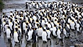 King penguin colony at Salisbury Plain, Bay of Isles, South Georgia Island.  Over 100,000 pairs of king penguins nest here, laying eggs in December and February, then alternating roles between foraging for food and caring for the egg or chick. Salisbury Plain, South Georgia Island. Image #24431