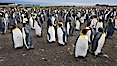 King penguin colony. Over 100,000 pairs of king penguins nest at Salisbury Plain, laying eggs in December and February, then alternating roles between foraging for food and caring for the egg or chick. Salisbury Plain, South Georgia Island. Image #24456
