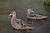 The South Georgia Pintail duck, also known as the South Georgian Teal, is endemic to South Georgia Island and is a vagrant to the South Sandwich Islands.  The South Georgia Pintail feeds on a variety of marine and freshwater vegetation, including algae, as well as upon invertebrates. Grytviken, South Georgia Island. Image #24462