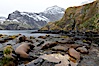 Southern elephant seal, juvenile.  The southern elephant seal is the largest pinniped, and the largest member of order Carnivora, ever to have existed.  It gets its name from the large proboscis (nose) it has when it has grown to adulthood. Hercules Bay, South Georgia Island. Image #24491