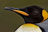 King penguin, showing ornate and distinctive neck, breast and head plumage and orange beak. Fortuna Bay, South Georgia Island. Image #24581