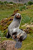 Antarctic fur seal, on grass slopes high above Fortuna Bay. Fortuna Bay, South Georgia Island. Image #24583