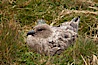 Brown skua in grass. Stromness Harbour, South Georgia Island. Image #24585