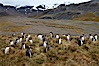 Gentoo penguins, permanent nesting colony in grassy hills about a mile inland from the ocean, near Stromness Bay, South Georgia Island. Stromness Harbour, South Georgia Island. Image #24586