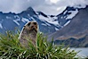 Antarctic fur seal on tussock grass, with the mountains of South Georgia Island and Fortuna Bay in the background. Fortuna Bay, South Georgia Island. Image #24594