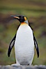 King penguin, solitary, standing. Fortuna Bay, South Georgia Island. Image #24602
