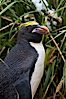 Macaroni penguin, amid tall tussock grass, Cooper Bay, South Georgia Island. Cooper Bay, South Georgia Island. Image #24683