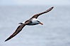 Black-browed albatross, in flight. Scotia Sea, Southern Ocean. Image #24685