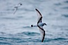 Prion in flight. Scotia Sea, Southern Ocean. Image #24686