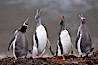 Gentoo penguins, calling, heads raised. Godthul, South Georgia Island. Image #24690