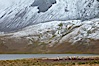 Gentoo penguins nesting beside a lake, snow-covered South Georgia mountains in the background. Godthul, South Georgia Island. Image #24691