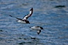 Pintado petrel in flight. Scotia Sea, Southern Ocean. Image #24693