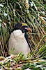 Macaroni penguin, amid tall tussock grass, Cooper Bay, South Georgia Island. Cooper Bay, South Georgia Island. Image #24694
