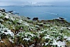 Snow covers tussock grass and macaroni penguins, above Cooper Bay. Cooper Bay, South Georgia Island. Image #24695