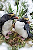 Macaroni penguin, amid tall tussock grass, Cooper Bay, South Georgia Island. Cooper Bay, South Georgia Island. Image #24696