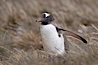 Gentoo penguin walking through tall grass. Godthul, South Georgia Island. Image #24701