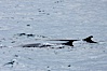 Fin whale. Scotia Sea, Southern Ocean. Image #24706