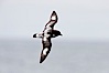 Pintado petrel in flight. Scotia Sea, Southern Ocean. Image #24707