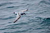 Prion in flight. Scotia Sea, Southern Ocean. Image #24708