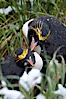 Macaroni penguin, amid tall tussock grass, Cooper Bay, South Georgia Island. Cooper Bay, South Georgia Island. Image #24710