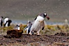 Gentoo penguin stealing nesting material, moving it from one nest to another. Godthul, South Georgia Island. Image #24719