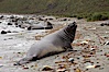 Southern elephant seal, juvenile. The southern elephant seal is the largest pinniped, and the largest member of order Carnivora, ever to have existed. It gets its name from the large proboscis (nose) it has when it has grown to adulthood. Godthul, South Georgia Island. Image #24727