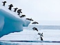 Adelie penguins leaping into the ocean from an iceberg. Brown Bluff, Antarctic Peninsula, Antarctica. Image #25005