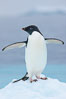 Adelie penguin on an iceberg. Brown Bluff, Antarctic Peninsula, Antarctica. Image #25006