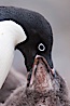 Adelie penguin, adult feeding chick by regurgitating partially digested food into the chick's mouth.  The pink food bolus, probably consisting of krill and marine invertebrates, can be seen being between the adult and chick's beaks. Shingle Cove, Coronation Island, South Orkney Islands, Southern Ocean. Image #25008