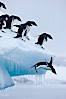 Adelie penguins leaping into the ocean from an iceberg. Brown Bluff, Antarctic Peninsula, Antarctica. Image #25010