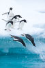 Adelie penguins leaping into the ocean from an iceberg. Brown Bluff, Antarctic Peninsula, Antarctica. Image #25011