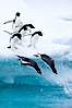 Adelie penguins leaping into the ocean from an iceberg. Brown Bluff, Antarctic Peninsula, Antarctica. Image #25011