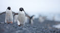 Adelie penguins walking on a stone beach. Brown Bluff, Antarctic Peninsula, Antarctica. Image #25012