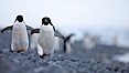 Adelie penguins walking on a stone beach. Brown Bluff, Antarctic Peninsula, Antarctica. Image #25012