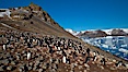 Adelie penguins at the nest, part of the large nesting colony of penguins that resides along the lower slopes of Devil Island. Devil Island, Antarctic Peninsula, Antarctica. Image #25013
