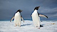 Two Adelie penguins, holding their wings out, standing on an iceberg. Paulet Island, Antarctic Peninsula, Antarctica. Image #25014